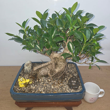 Yorkshire Bonsai Ficus Microcarpa Premium Bonsai Bundle 37cm Pot