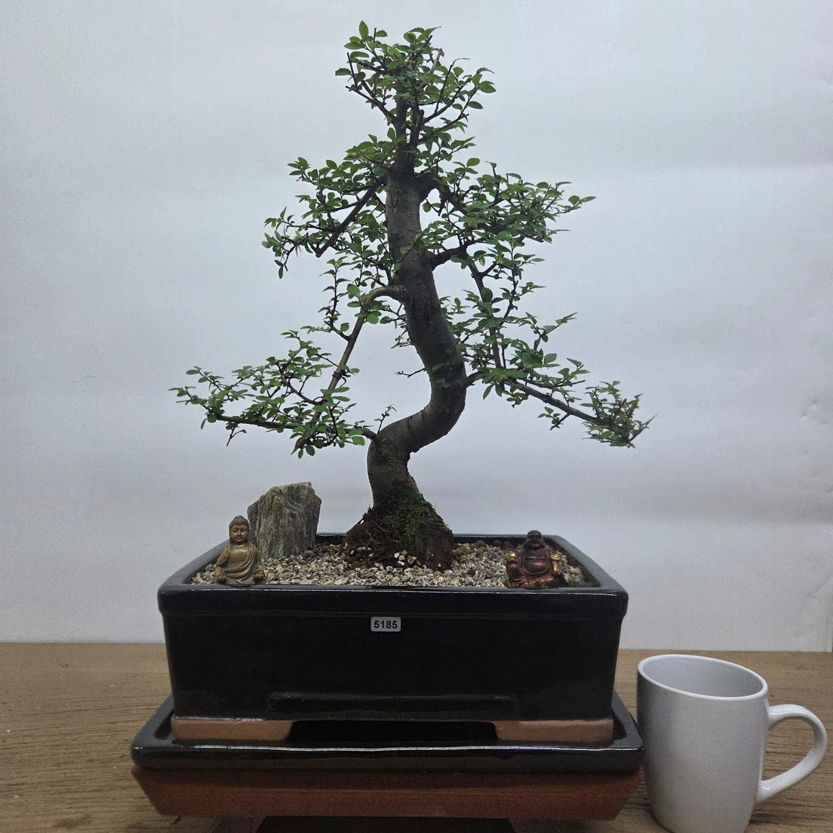 Yorkshire Bonsai Chinese Elm Premium Bonsai Tree Bundle in 31cm Pot