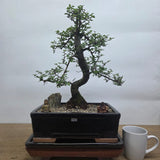 Yorkshire Bonsai Chinese Elm Premium Bonsai Tree Bundle in 31cm Pot