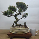 Yorkshire Bonsai Brush Cherry Premium Bonsai Bundle in 31cm Pot