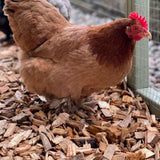 Dandy’s Chicken Coop Chips