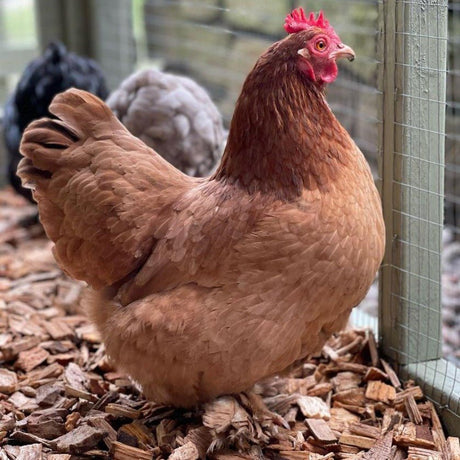 Dandy’s Chicken Coop Chips