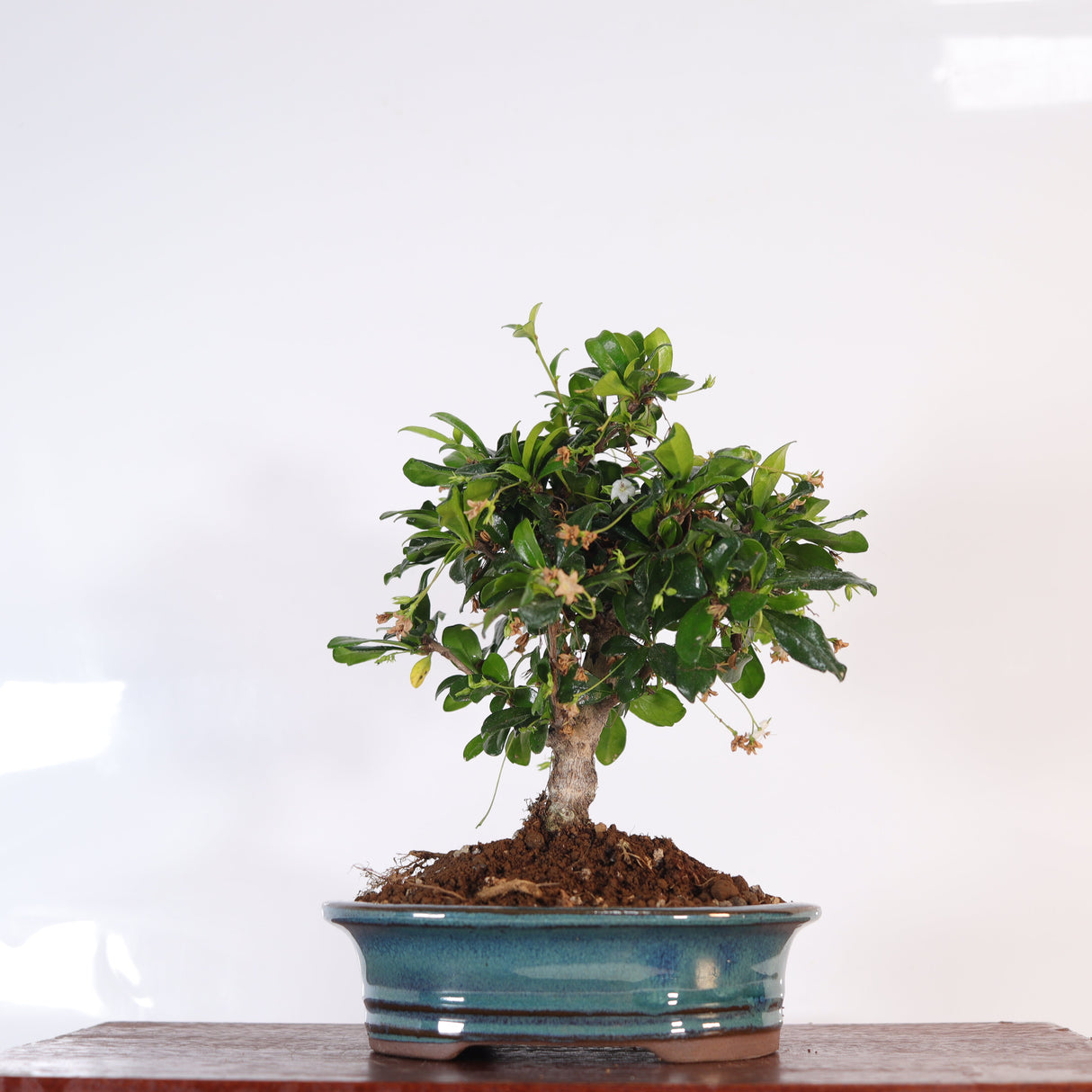 Yorkshire Bonsai Fukien Tea Tree Bonsai – Carmona retusa in 16cm Pot