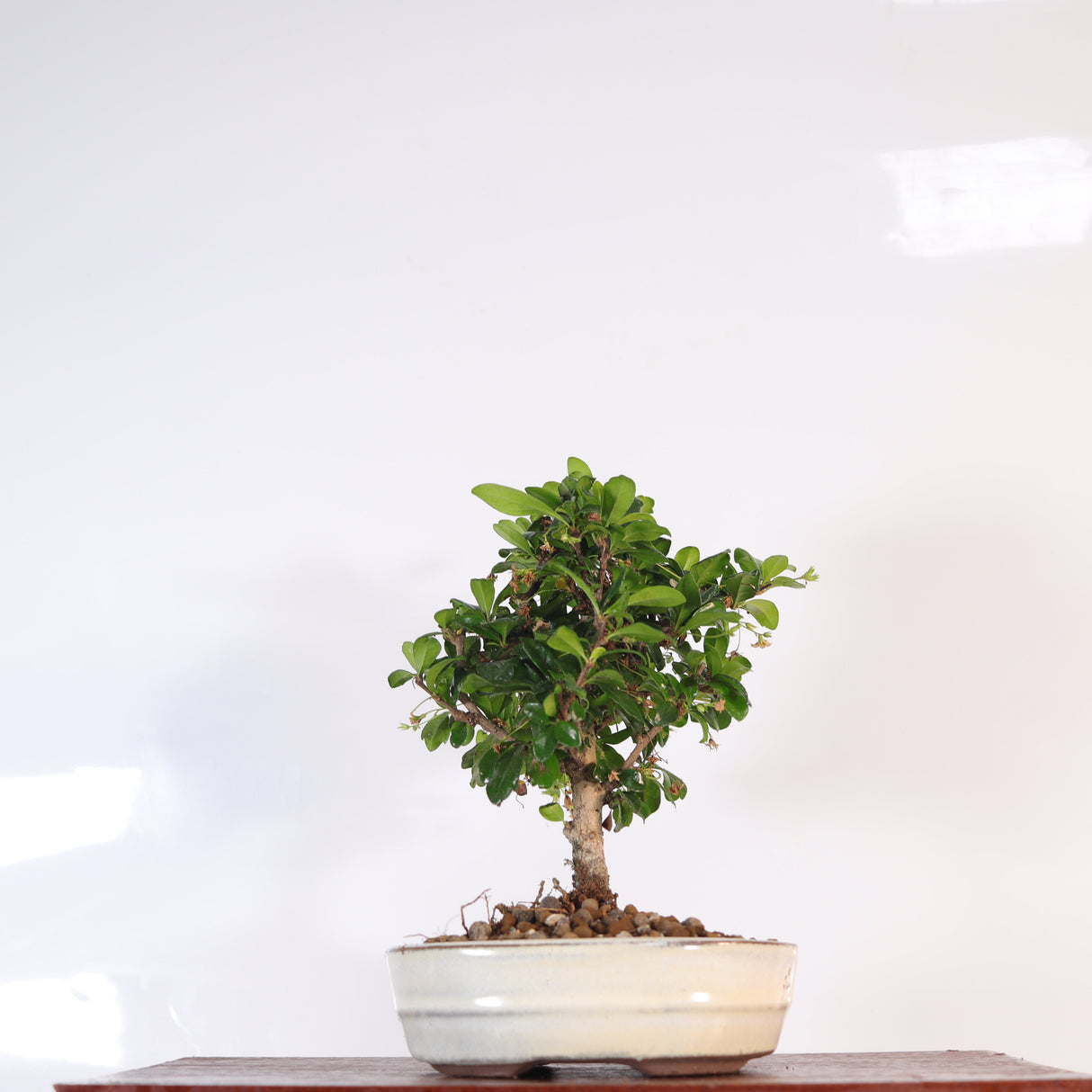 Yorkshire Bonsai Fukien Tea Tree Bonsai – Carmona retusa in 16cm Pot