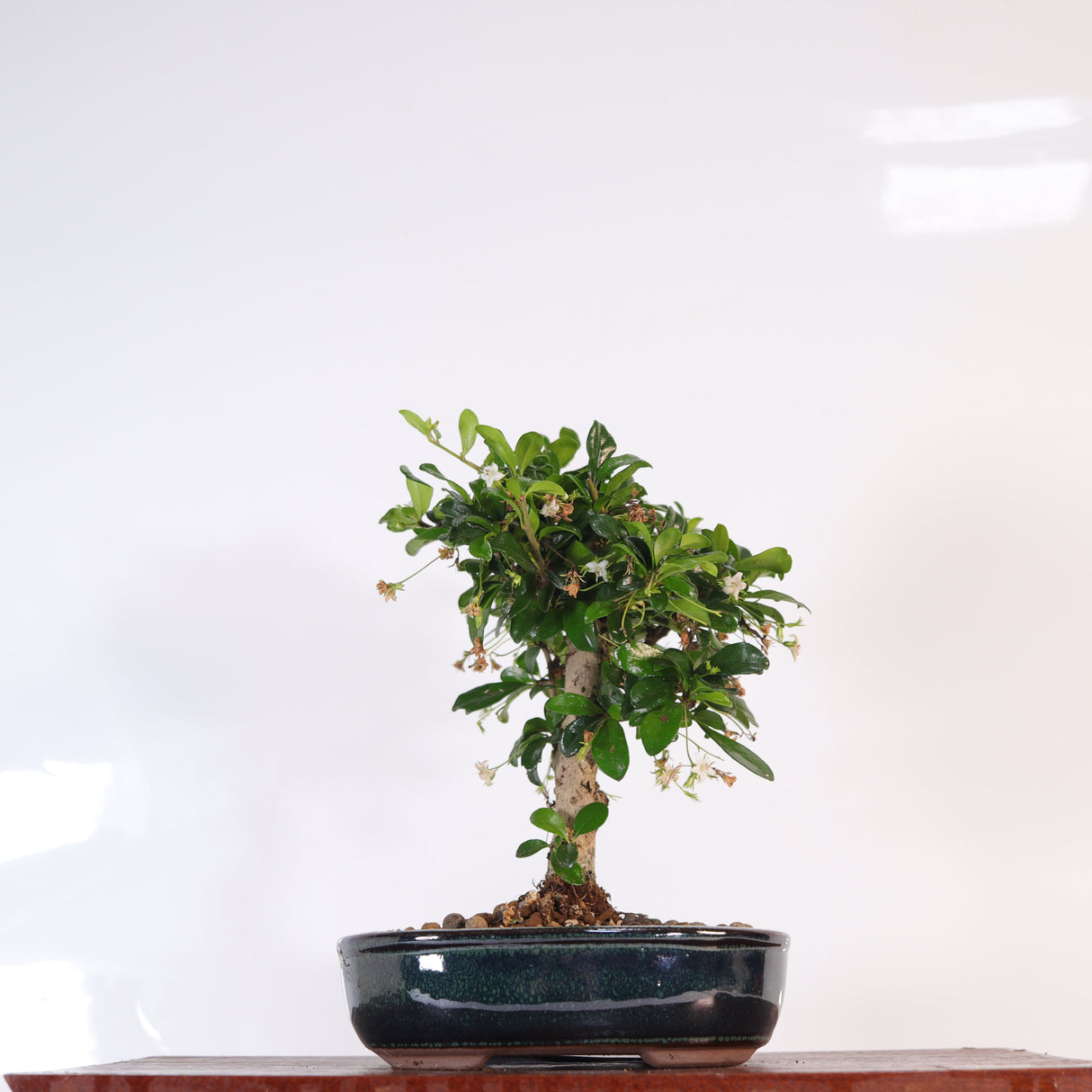 Yorkshire Bonsai Fukien Tea Tree Bonsai – Carmona retusa in 16cm Pot