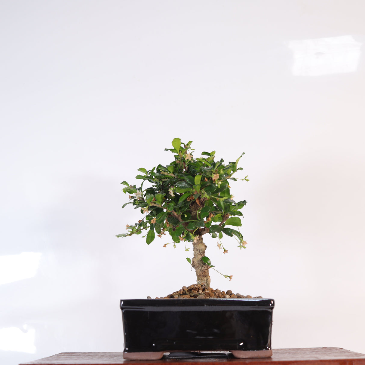 Yorkshire Bonsai Fukien Tea Tree Bonsai – Carmona retusa in 16cm Pot