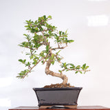 Yorkshire Bonsai Fukien Tea Bonsai Tree Pot Indoor Gift - 18cm