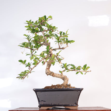 Yorkshire Bonsai Fukien Tea Bonsai Tree Pot Indoor Gift - 18cm