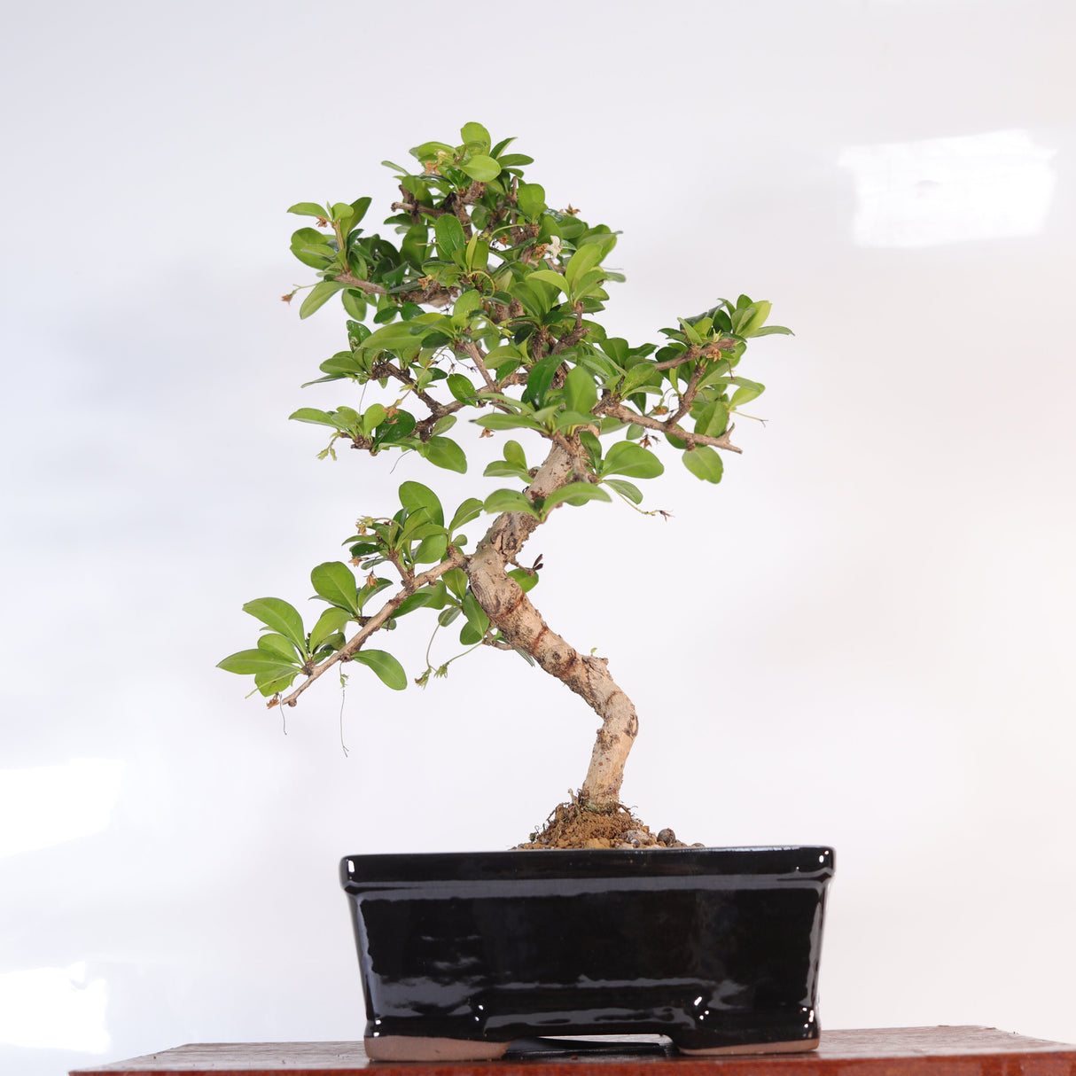Yorkshire Bonsai Fukien Tea Bonsai Tree Pot Indoor Gift - 18cm