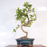 Yorkshire Bonsai Fukien Tea Bonsai Tree Pot Indoor Gift - 18cm