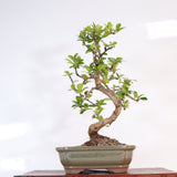 Yorkshire Bonsai Fukien Tea Bonsai Tree Pot Indoor Gift - 18cm