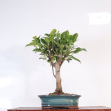 Yorkshire Bonsai Ficus Microcarpa Bonsai Tree Pot Gift - 16cm