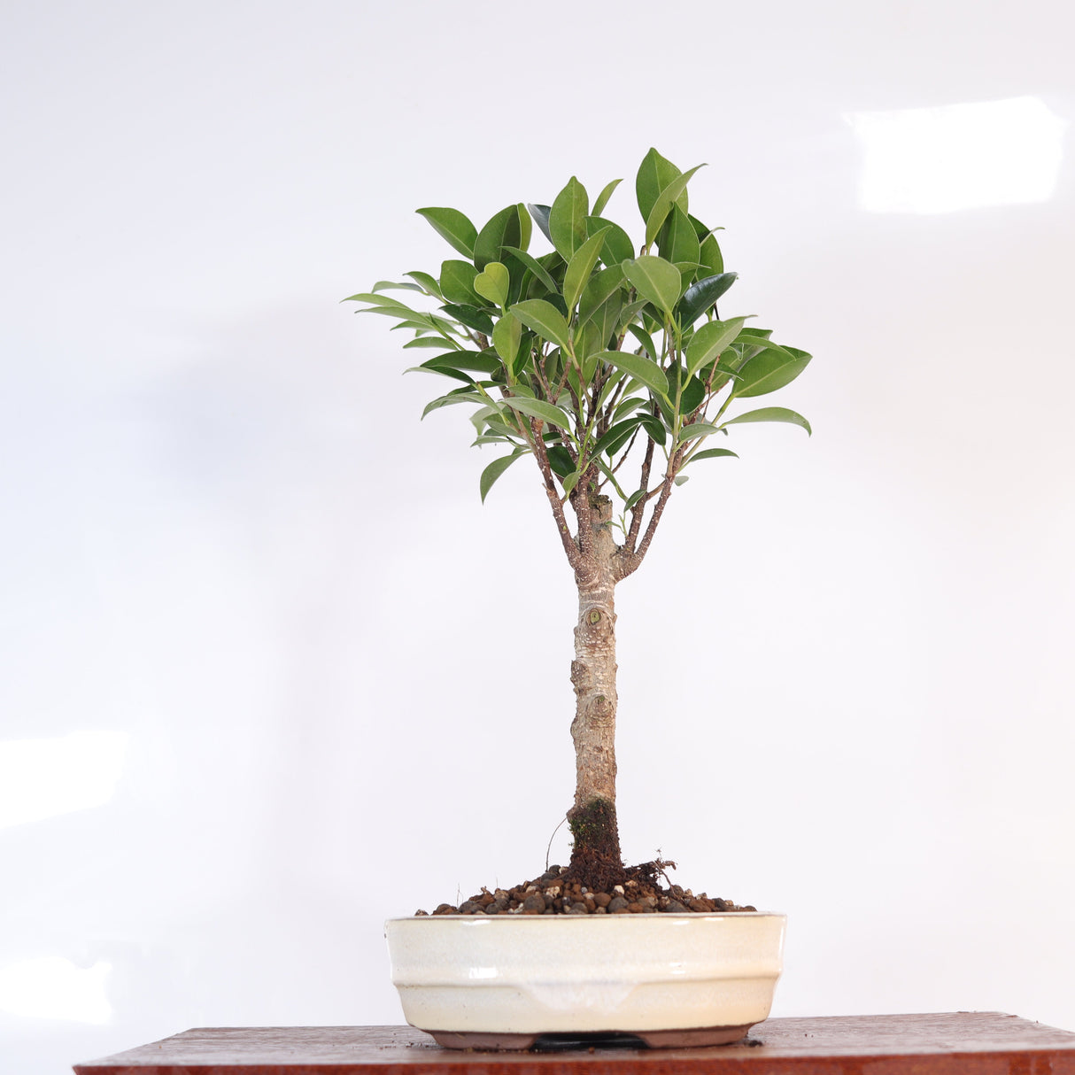 Yorkshire Bonsai Ficus Microcarpa Bonsai Tree Pot Gift - 16cm