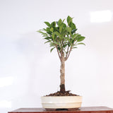 Yorkshire Bonsai Ficus Microcarpa Bonsai Tree Pot Gift - 16cm