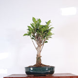 Yorkshire Bonsai Ficus Microcarpa Bonsai Tree Pot Gift - 16cm