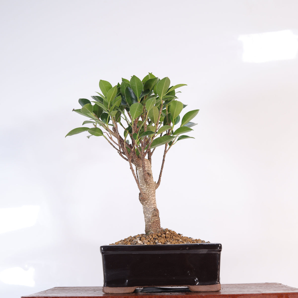 Yorkshire Bonsai Ficus Microcarpa Bonsai Tree Pot Gift - 16cm