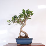 Yorkshire Bonsai Ficus Microcarpa Bonsai Tree Pot - 16cm