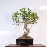 Yorkshire Bonsai Ficus Microcarpa Bonsai Tree Pot - 16cm