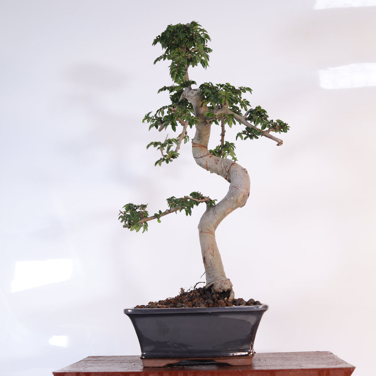 Yorkshire Bonsai Chinese Elm Bonsai Tree 18cm Pot
