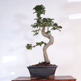 Yorkshire Bonsai Chinese Elm Bonsai Tree 18cm Pot