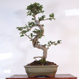 Yorkshire Bonsai Chinese Elm Bonsai Tree 18cm Pot