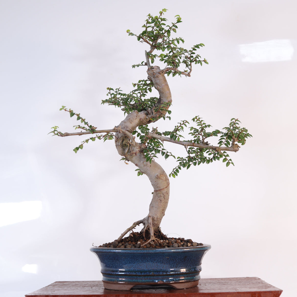 Yorkshire Bonsai Chinese Elm Bonsai Tree 18cm Pot