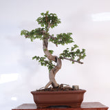 Yorkshire Bonsai Chinese Elm Bonsai Tree - 20cm