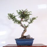 Yorkshire Bonsai Chinese Elm Bonsai Tree Pot Gift Plant - 16cm