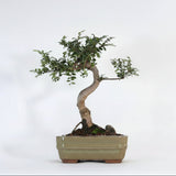 Yorkshire Bonsai Chinese Elm Bonsai Tree Pot Gift Plant - 16cm