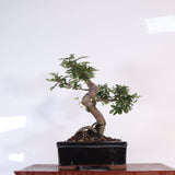 Yorkshire Bonsai Chinese Elm Bonsai Tree Pot Gift Plant - 16cm