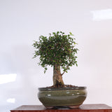 Yorkshire Bonsai Chinese Elm Bonsai Tree Pot Broom Style – 18cm
