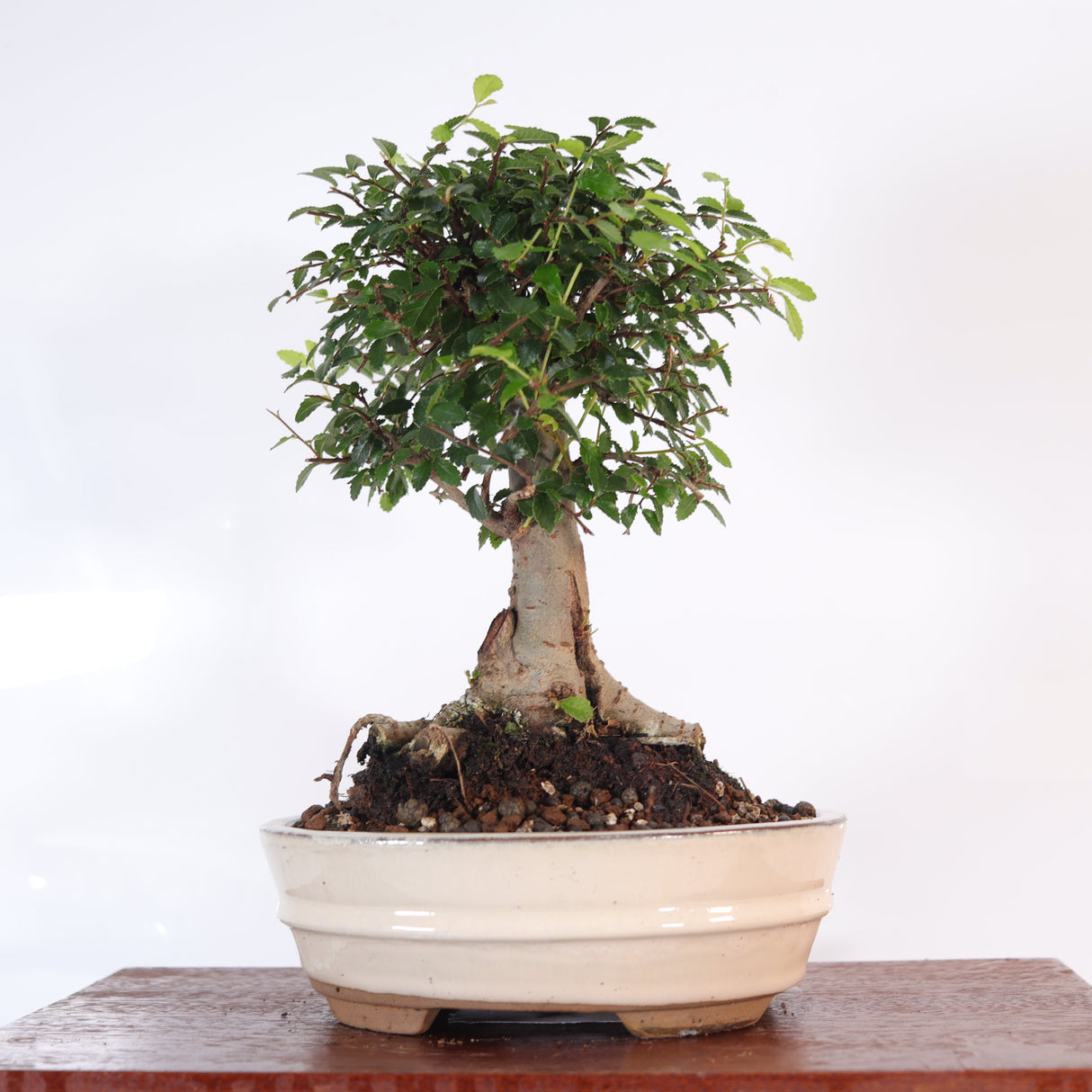 Yorkshire Bonsai Chinese Elm Bonsai Tree Pot Broom Style – 18cm