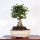 Yorkshire Bonsai Chinese Elm Bonsai Tree Pot Broom Style – 18cm