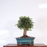 Yorkshire Bonsai Chinese Elm Bonsai Tree Pot Broom Style – 18cm