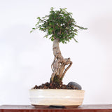 Yorkshire Bonsai Chinese Elm Bonsai Tree Broom Pot - 16cm
