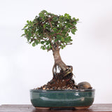 Yorkshire Bonsai Chinese Elm Bonsai Tree Broom Pot - 16cm
