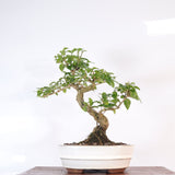 Yorkshire Bonsai Chinese Privet Bonsai Tree Pot Gift - 20cm