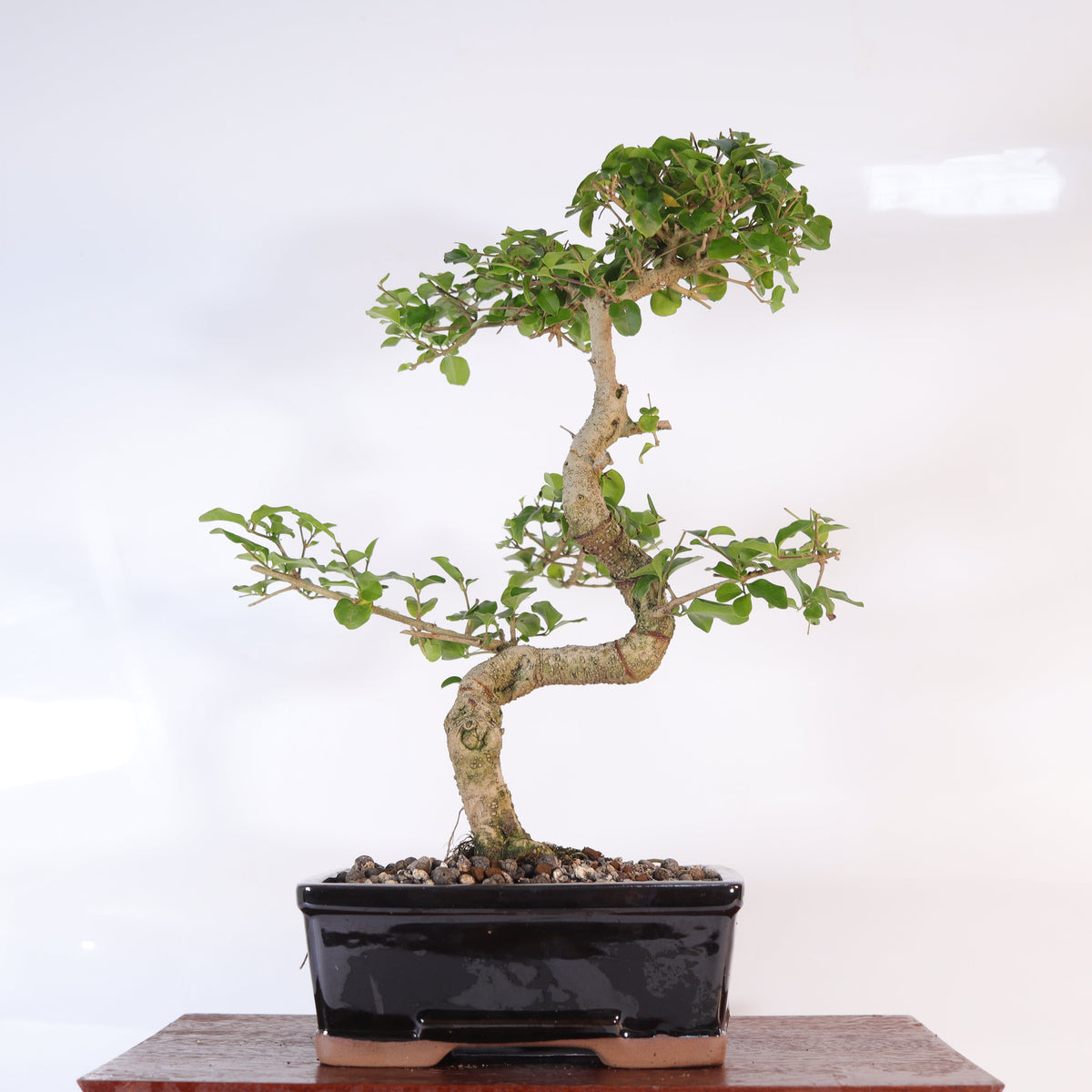 Yorkshire Bonsai Chinese Privet Bonsai Tree Pot Gift - 20cm
