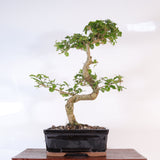 Yorkshire Bonsai Chinese Privet Bonsai Tree Pot Gift - 20cm