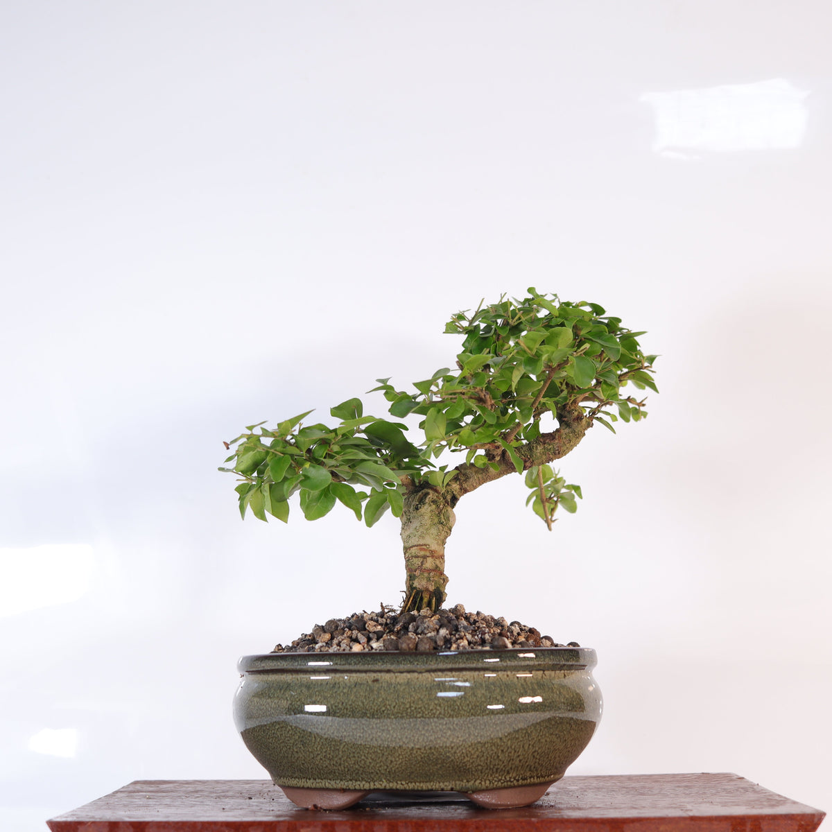 Yorkshire Bonsai Chinese Privet Bonsai Tree Pot Gift - 20cm