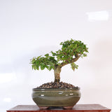 Yorkshire Bonsai Chinese Privet Bonsai Tree Pot Gift - 20cm