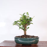 Yorkshire Bonsai Chinese Pepper Tree Pot Broom Style Gift - 16cm