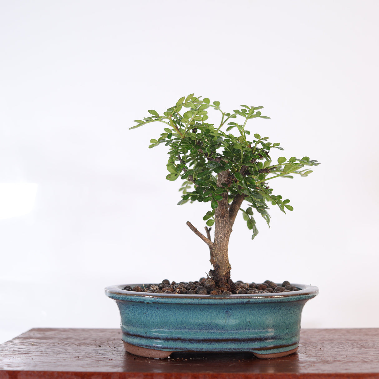 Yorkshire Bonsai Chinese Pepper Tree Pot Broom Style Gift - 16cm