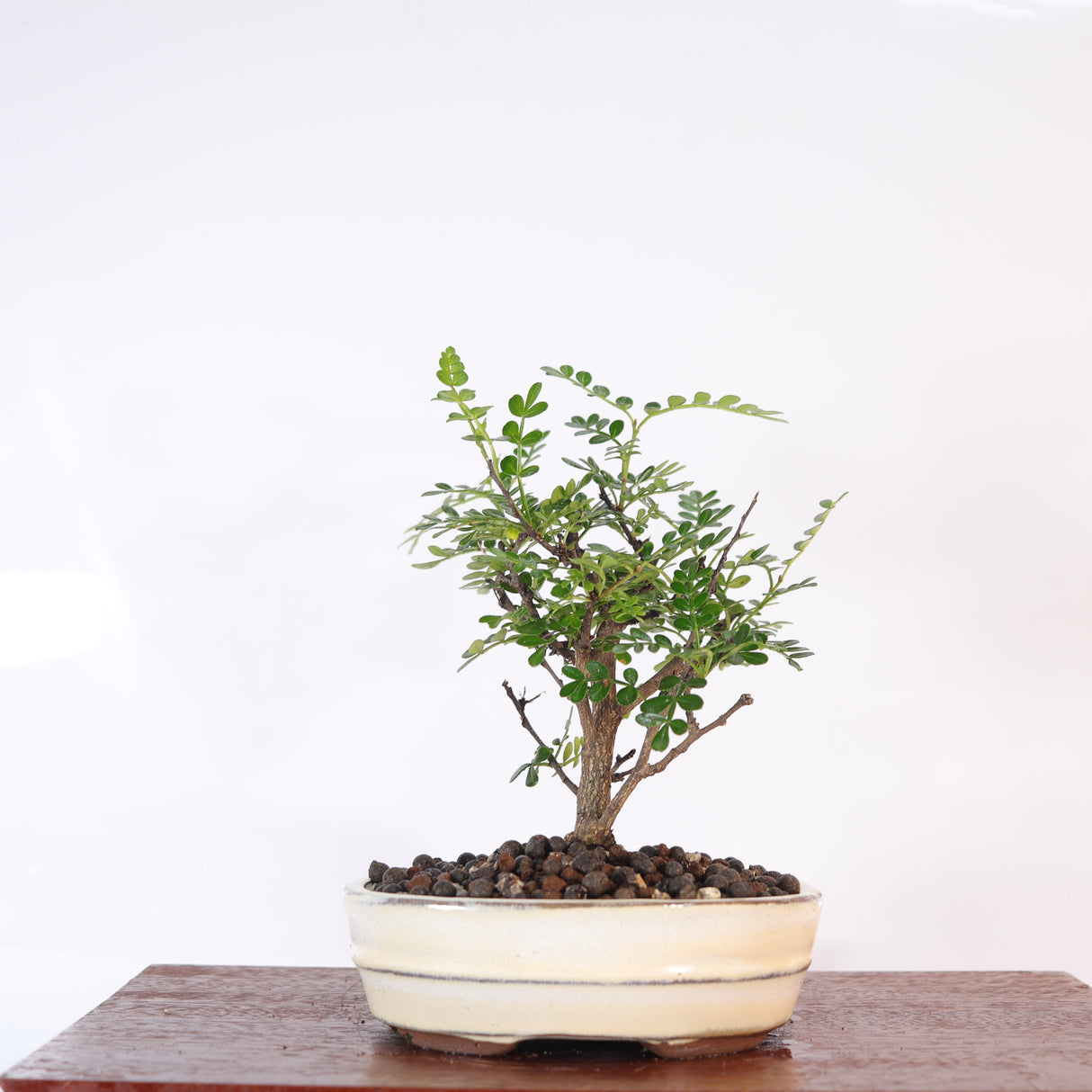 Yorkshire Bonsai Chinese Pepper Tree Pot Broom Style Gift - 16cm