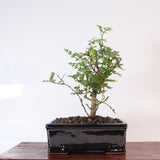 Yorkshire Bonsai Chinese Pepper Tree Pot Broom Style Gift - 16cm