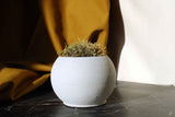 Gloria Home CONCRETE ROUND POT