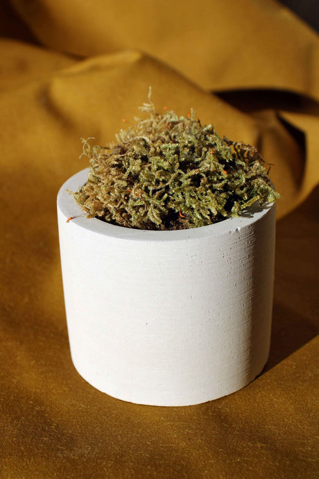Gloria Home Concrete Cylinder Tealight Holder & Pot
