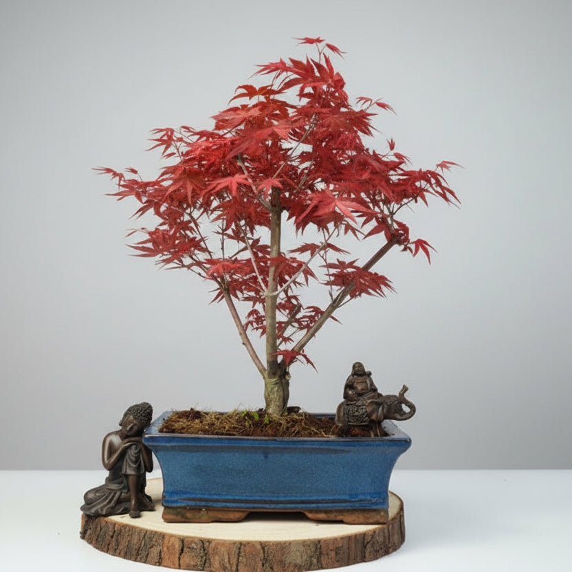 Yorkshire Bonsai Japanese Maple Deshojo Bonsai Tree Pot - 25cm