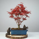 Yorkshire Bonsai Japanese Maple Deshojo Bonsai Tree Pot - 25cm