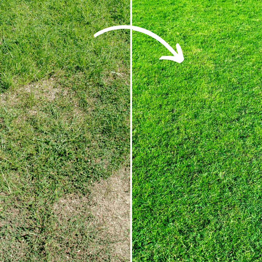 Dandy's Fill & Fix Lawn Patch Repair Blend